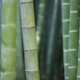 Bamboo