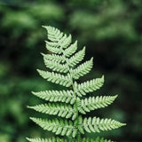 Forest Fern